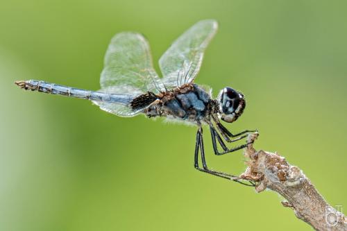 Urothemis edwarsii